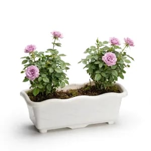JARDINEIRA PEQUENA MÁRMORE 1,5LTS (12PÇS)-INJEPLASTEC