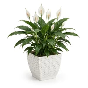 VASO CACHEPO RATTAN MINI QUAD.BRANCO (12PÇS)-INJEPLASTEC