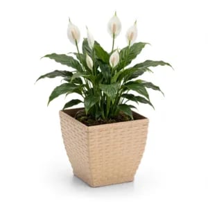 VASO CACHEPO RATTAN MINI QUAD.PALHA (12PÇS)-INJEPLASTEC