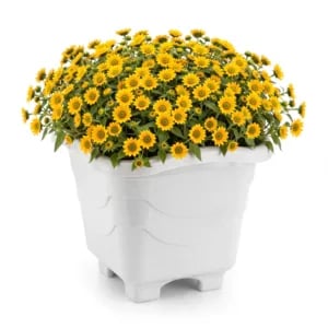 VASO QUADRADO GRANDE MÁRMORE 10LTS (6PÇS)-INJEPLASTEC