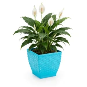 VASO CACHEPO RATTAN MINI QUAD.COLOR (12PÇS)-INJEPLASTEC