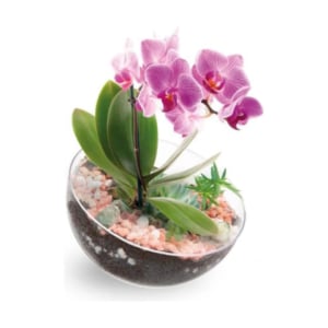 VASO LUA GRANDE (12PÇS)-INJEPLASTEC