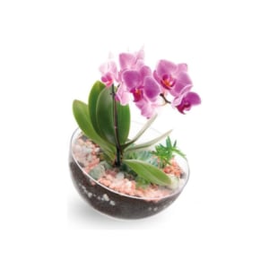 VASO LUA MÉDIO (12PÇS)-INJEPLASTEC